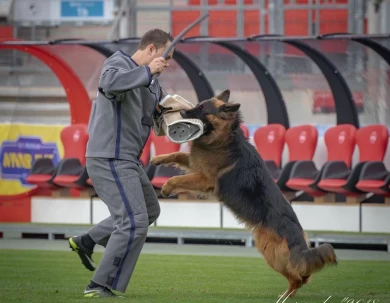 VA Bomba vom Legends Team IGP3, KKL German Shepherd