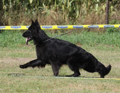 V1 Miss Marple Esteemed K9 IGP3, KKL German Shepherd