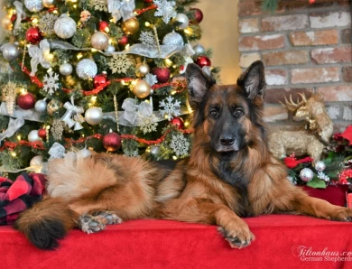 International Champion Annie vom Ursi German Shepherd