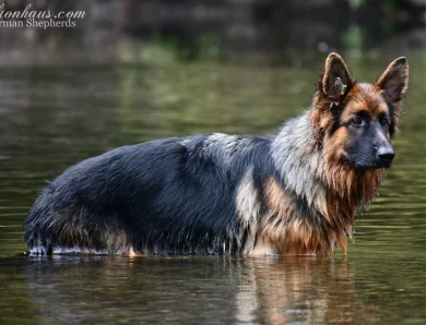 International Champion Annie vom Ursi German Shepherd