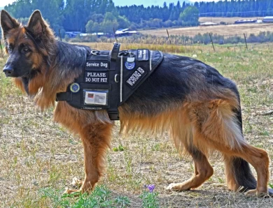 International Champion Annie vom Ursi German Shepherd