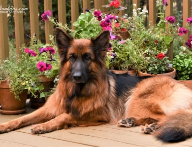 International Champion Annie vom Ursi German Shepherd