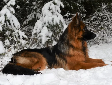 International Champion Annie vom Ursi German Shepherd