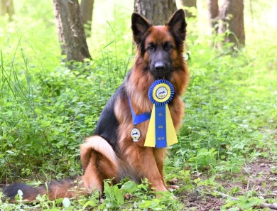 International Champion Annie vom Ursi German Shepherd