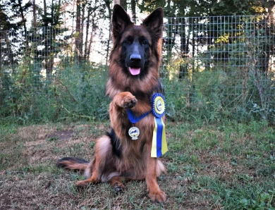 National Champion Leah vom Tiltonhaus German Shepherd