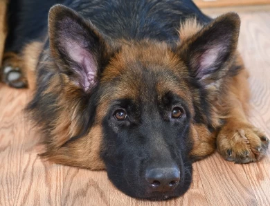 National Champion Leah vom Tiltonhaus German Shepherd