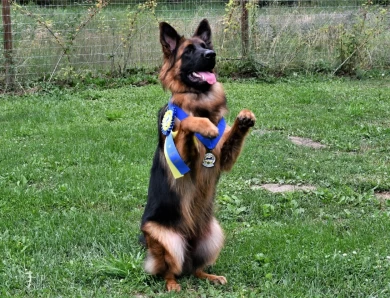 National Champion Leah vom Tiltonhaus German Shepherd