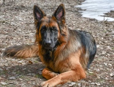 National Champion Leah vom Tiltonhaus German Shepherd