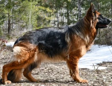 National Champion Leah vom Tiltonhaus German Shepherd