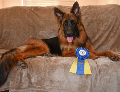 National Champion Leah vom Tiltonhaus German Shepherd