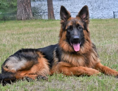 National Champion Leah vom Tiltonhaus German Shepherd