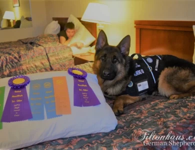 Lexi vom Tiltonhaus CGC, CGCA, CGCU, SCN, TKN German Shepherd