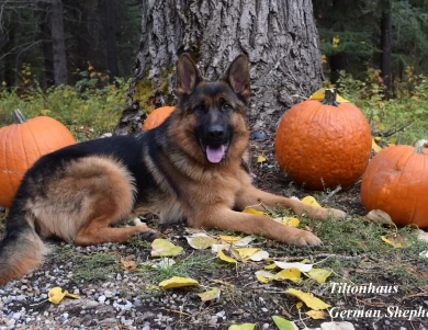 Lexi vom Tiltonhaus CGC, CGCA, CGCU, SCN, TKN German Shepherd