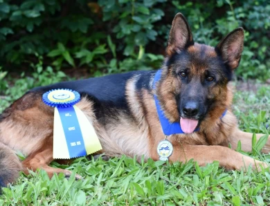 Lexi vom Tiltonhaus CGC, CGCA, CGCU, SCN, TKN German Shepherd