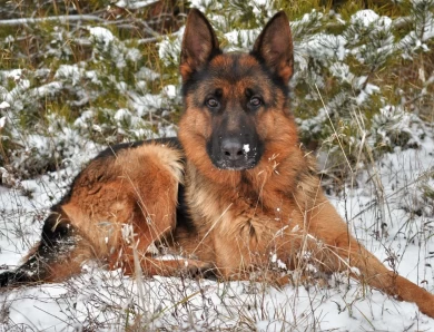 Lexi vom Tiltonhaus CGC, CGCA, CGCU, SCN, TKN German Shepherd