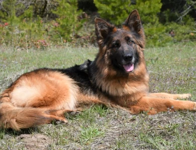 Junior Grand Champion ALVI STRAIG KALISTA German Shepherd