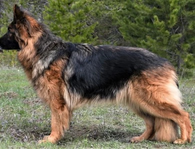 Junior Grand Champion ALVI STRAIG KALISTA German Shepherd