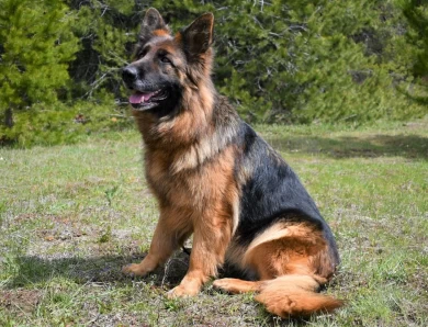 Junior Grand Champion ALVI STRAIG KALISTA German Shepherd