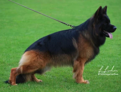 Rustol's Cwattro IGP3, KKL German Shepherd