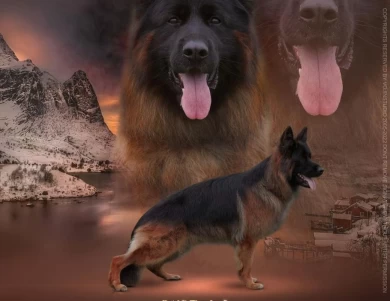 Rustol's Cwattro IGP3, KKL German Shepherd