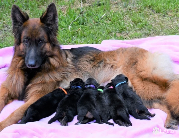 puppies German Shepherd