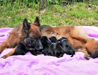 puppies German Shepherd