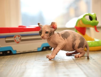 Daisy - bicolor elf tortie Sphynx