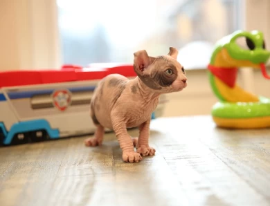 Daisy - bicolor elf tortie Sphynx