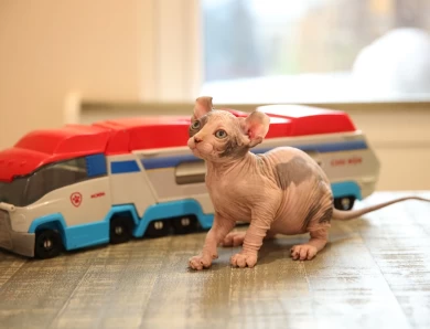 Daisy - bicolor elf tortie Sphynx