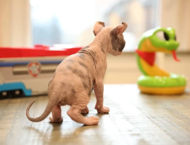 Daisy - bicolor elf tortie Sphynx