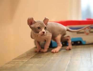 Apollo - bicolor elf Sphynx