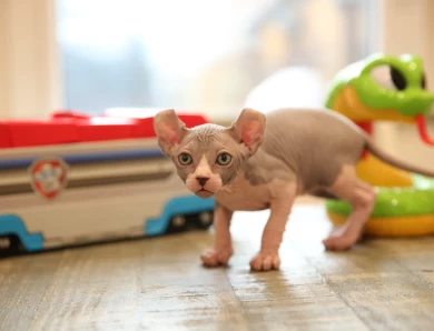 Apollo - bicolor elf Sphynx