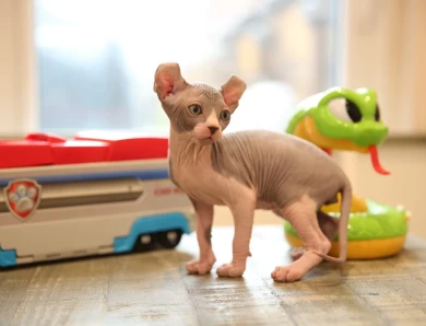 Apollo - bicolor elf Sphynx