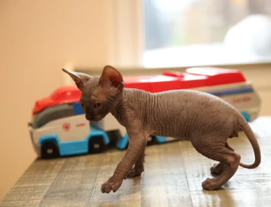 Casper - chocolate Sphynx