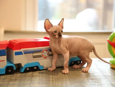 Toby - chocolate point Sphynx