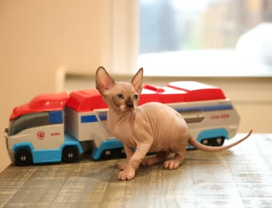 Toby - chocolate point Sphynx