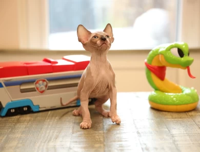 Toby - chocolate point Sphynx