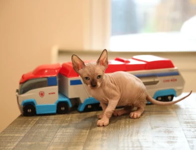 Toby - chocolate point Sphynx