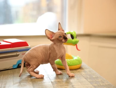 Toby - chocolate point Sphynx