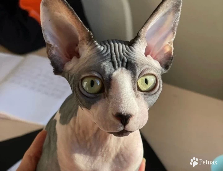 Sky Sphynx