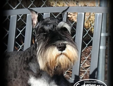 COLEMAN'S CICERO RAZZMATAZZ JAZZ Miniature Schnauzer