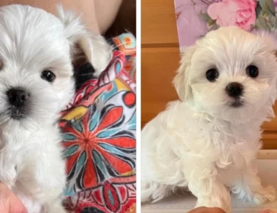 Korean Maltese