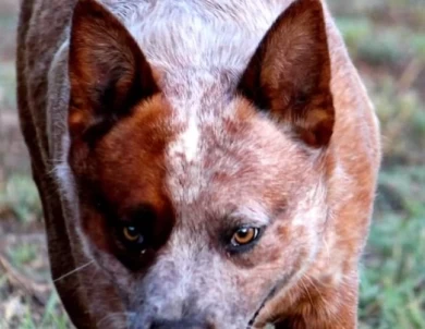 Hawkins Foxy Lady  Australian Cattle Dog