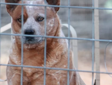 Hawkins Foxy Lady  Australian Cattle Dog