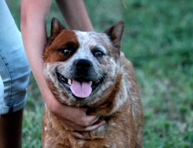 Hawkins Foxy Lady  Australian Cattle Dog