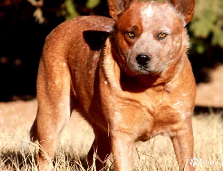 Hawkins Foxy Lady  Australian Cattle Dog