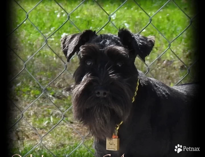 COLEMAN'S MY CHERIE AMOUR Miniature Schnauzer