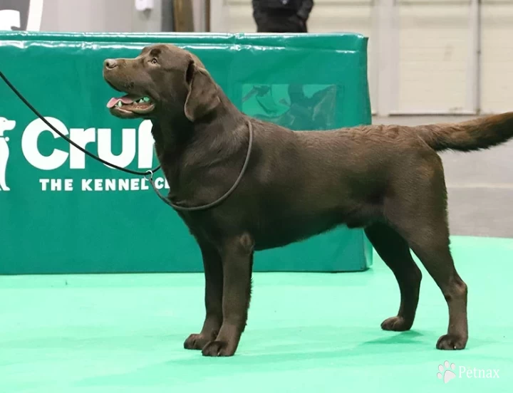 UKC GR CH Noelany Dreams & Disasters Labrador Retriever