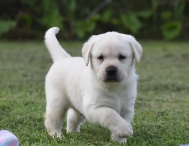 AKC Labradors bred for show, pet & h