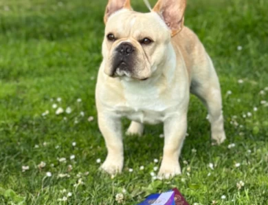 Prince French Bulldog